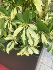 Heptapleurum arboricola