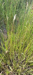 Rytidosperma semiannulare