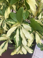 Heptapleurum arboricola