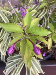 Jatropha integerrima