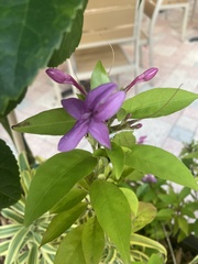 Jatropha integerrima