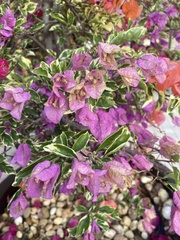 Bougainvillea