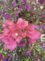 Bougainvillea