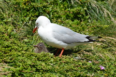 Chroicocephalus novaehollandiae novaehollandiae