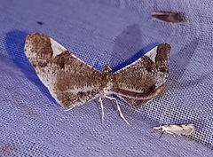 Macrosoma heliconiaria