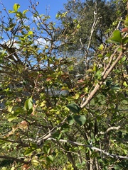 Flacourtia indica