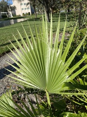 Washingtonia