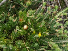Stenanthera pinifolia