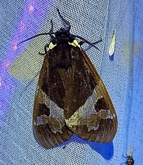 Dysschema marginalis