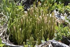 Lycopodium