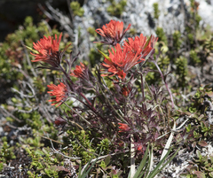Castilleja rupicola