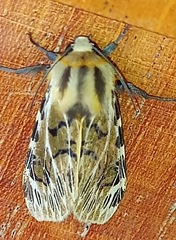 Hypercompe nemophila