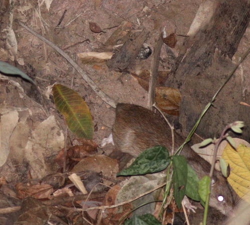 Losea Rat