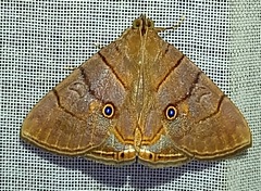 Dyomyx lineata