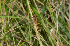 Diplacodes melanopsis