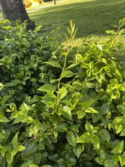 Duranta erecta