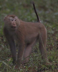 Macaca leonina