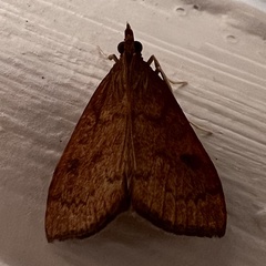 Mnesictena flavidalis