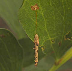 Piestoceros conjunctella