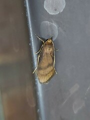 Lambula obliquilinea