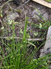 Isolepis levynsiana