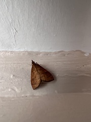 Mnesictena flavidalis