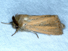 Bathytricha truncata