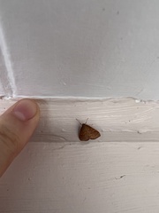 Mnesictena flavidalis