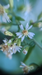 Symphyotrichum lateriflorum