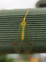 Norfolius howensis