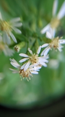 Symphyotrichum lateriflorum
