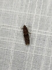 Ephestiopsis oenobarella