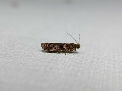 Ephestiopsis oenobarella