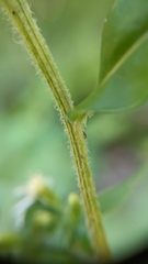 Symphyotrichum lateriflorum