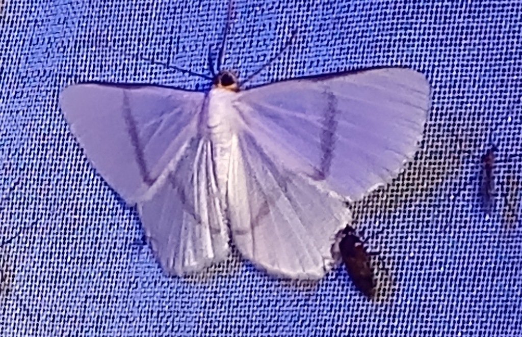 Perigramma guatemalaria