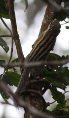 Tamiops mcclellandii