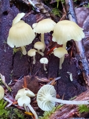Chromosera