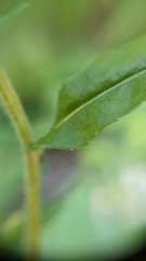Symphyotrichum lateriflorum