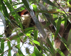 Callosciurus finlaysonii