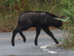 Capricornis sumatraensis
