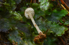 Fayodia bisphaerigera