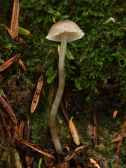 Fayodia bisphaerigera