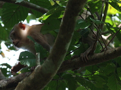 Macaca leonina