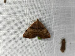 Chrysolarentia mecynata