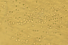 Fayodia bisphaerigera