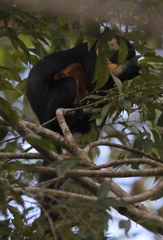 Ratufa bicolor