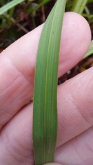 Carex geminata