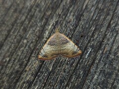 Chrysolarentia mecynata