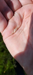 Rytidosperma semiannulare
