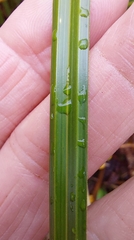 Carex geminata